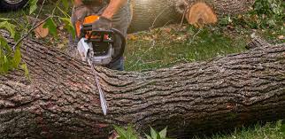 How Our Tree Care Process Works  in  Broadway, VA