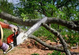 Best Emergency Tree Removal  in Broadway, VA