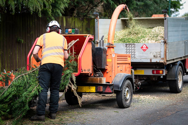 Best Storm Damage Tree Cleanup  in Broadway, VA