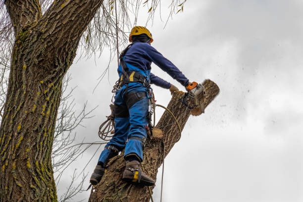 Best Tree Maintenance Programs  in Broadway, VA