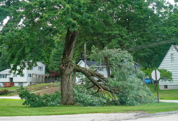 Broadway, VA Tree Care Services Company