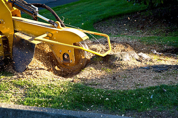 Best Lawn Grading and Leveling  in Broadway, VA