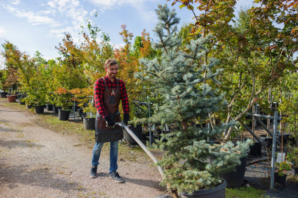 Best Lawn Watering Services  in Broadway, VA