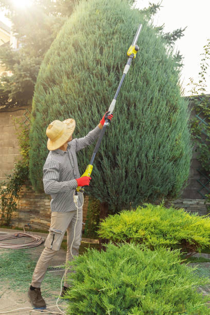 Best Arborist Consultation Services  in Broadway, VA